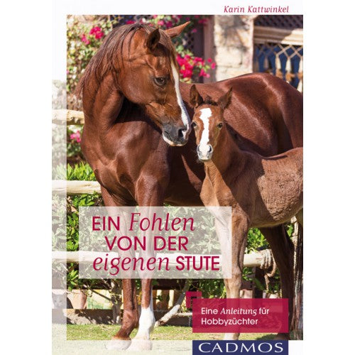 Ein Fohlen von der eigenen Stute